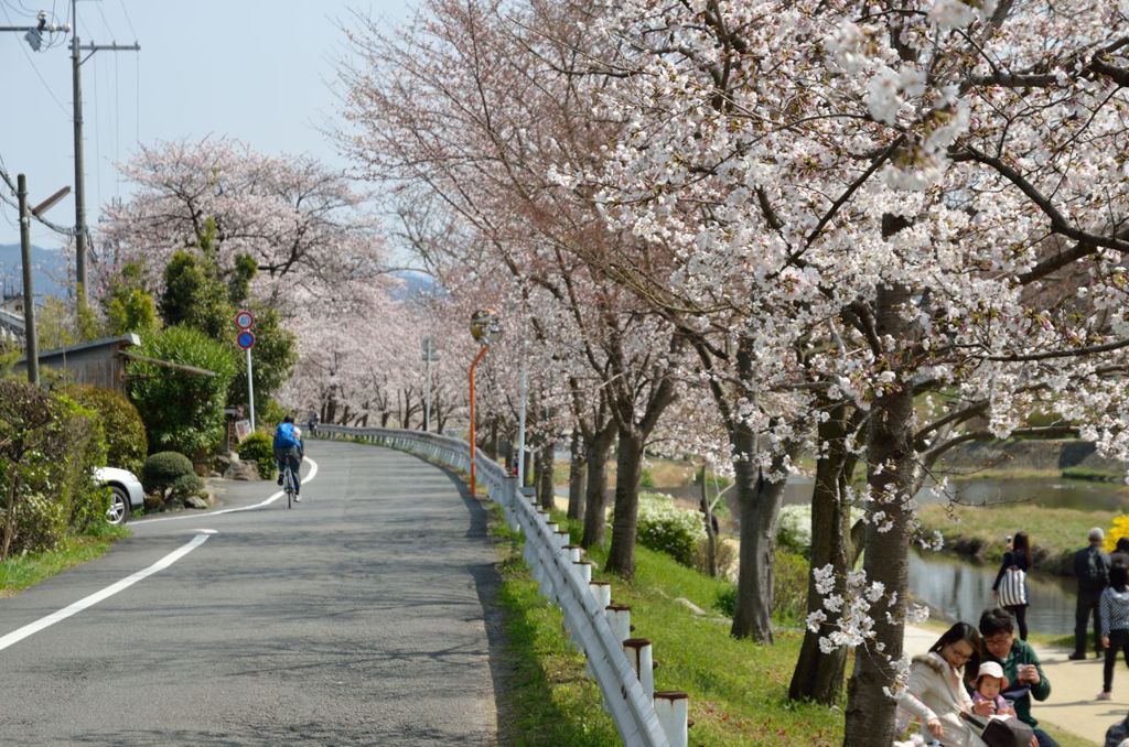 桜並木