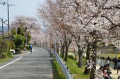 桜並木