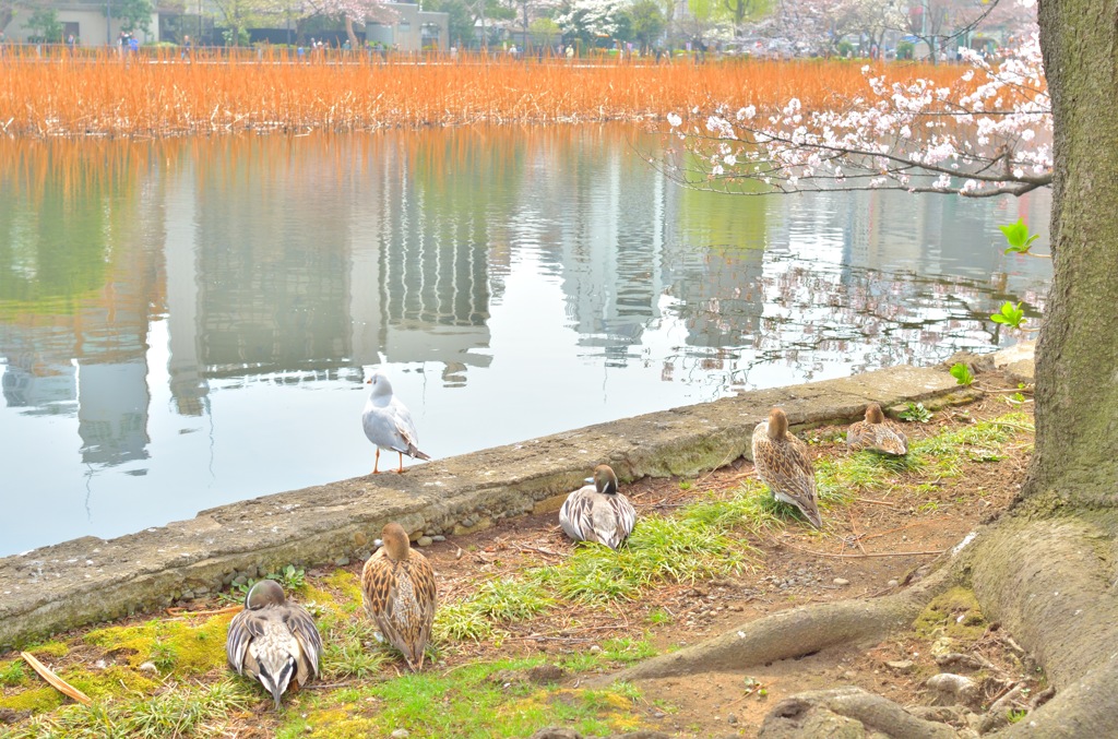 鳥たちのお花見