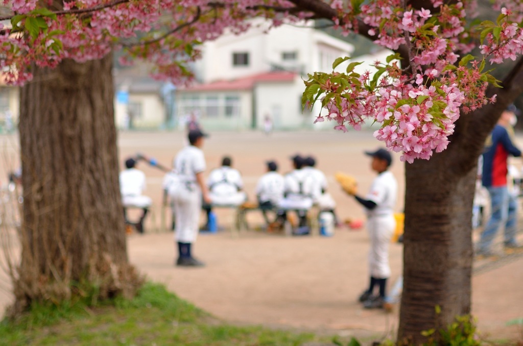 桜野球
