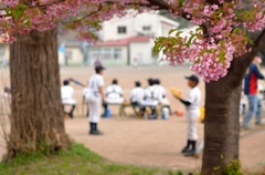桜野球