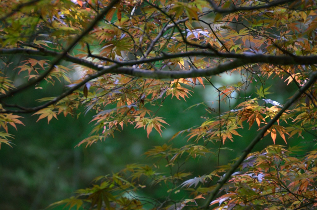 春の紅葉
