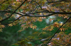 春の紅葉