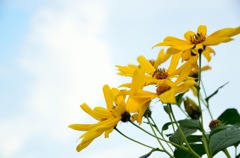 skyflower