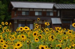 ミニひまわり