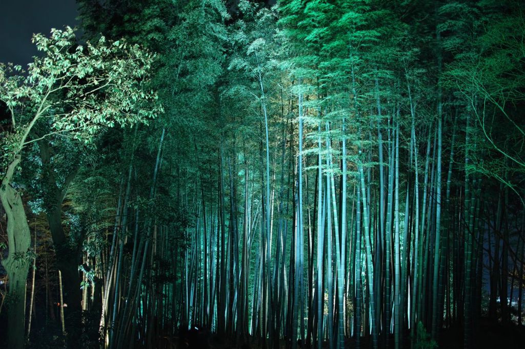 竹林