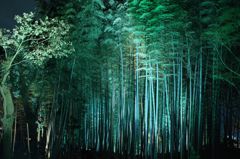 竹林