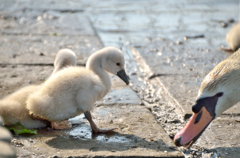 Next Generation