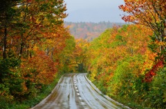 Autumn Road