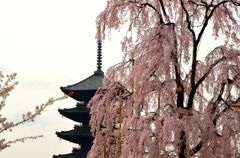 東寺