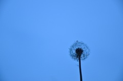 Twilight blue