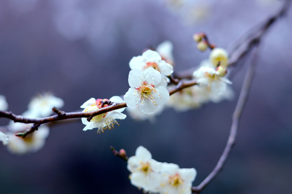 梅の花