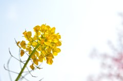 菜の花