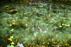 Monet's Pond