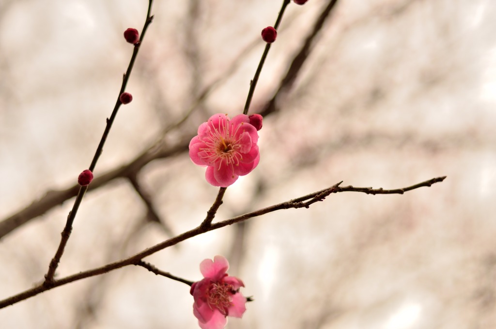 梅