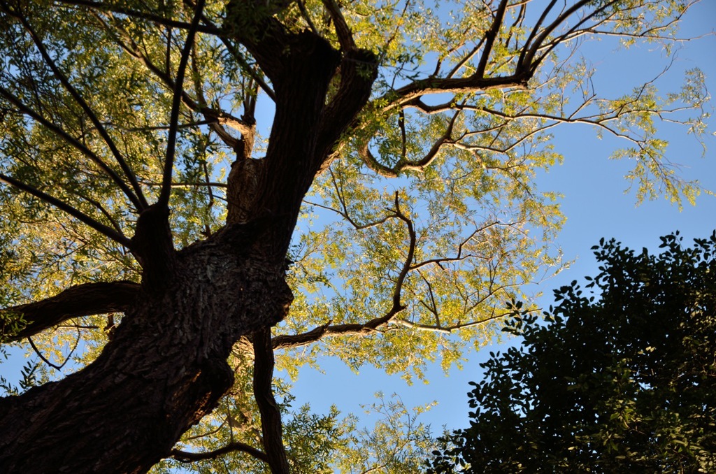爪