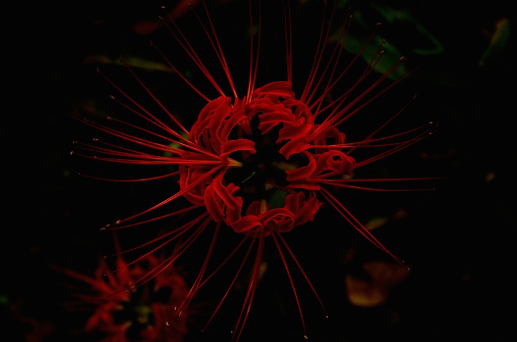 曼珠沙華