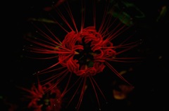 曼珠沙華