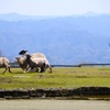 羊飼い