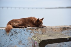 Dog on the Beach side