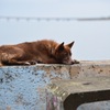 Dog on the Beach side