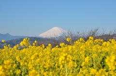 菜の花畑