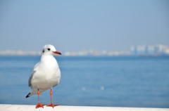 僕の海