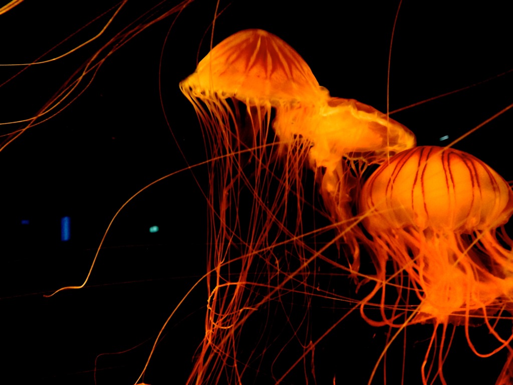Jellyfish