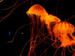 Jellyfish