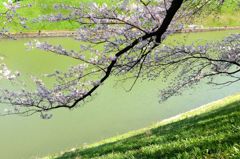 Green Cherry