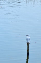 春霖