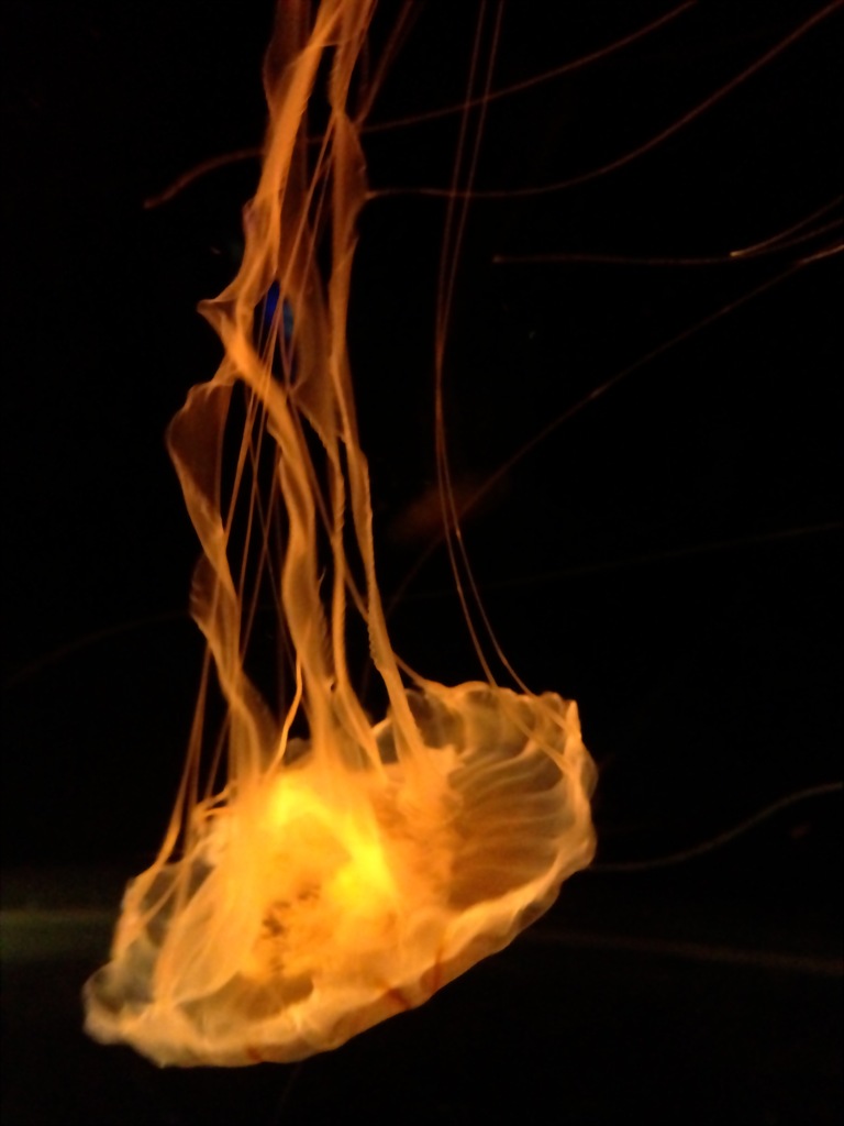 Jellyfish