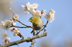 花見鳥