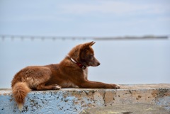 Dog on the Beach side