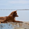 Dog on the Beach side