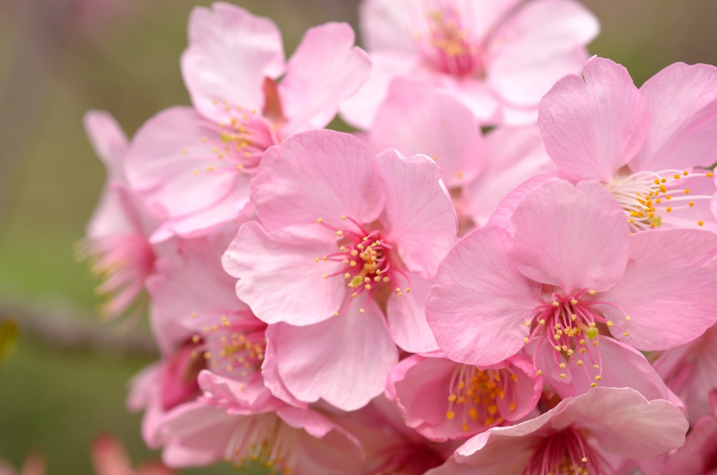 桜の花