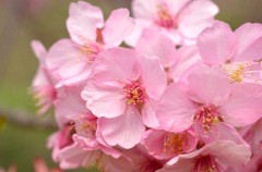 桜の花