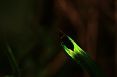 Light of a firefly