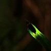 Light of a firefly