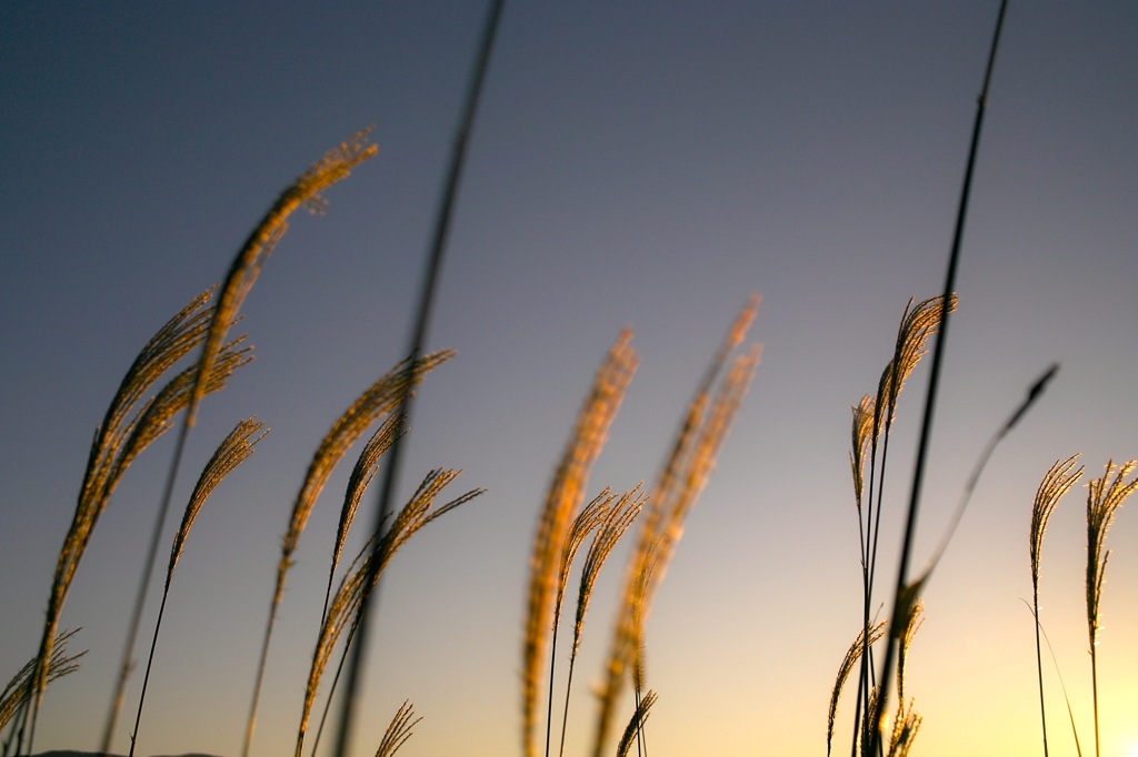 Fall Grass