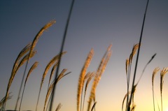 Fall Grass