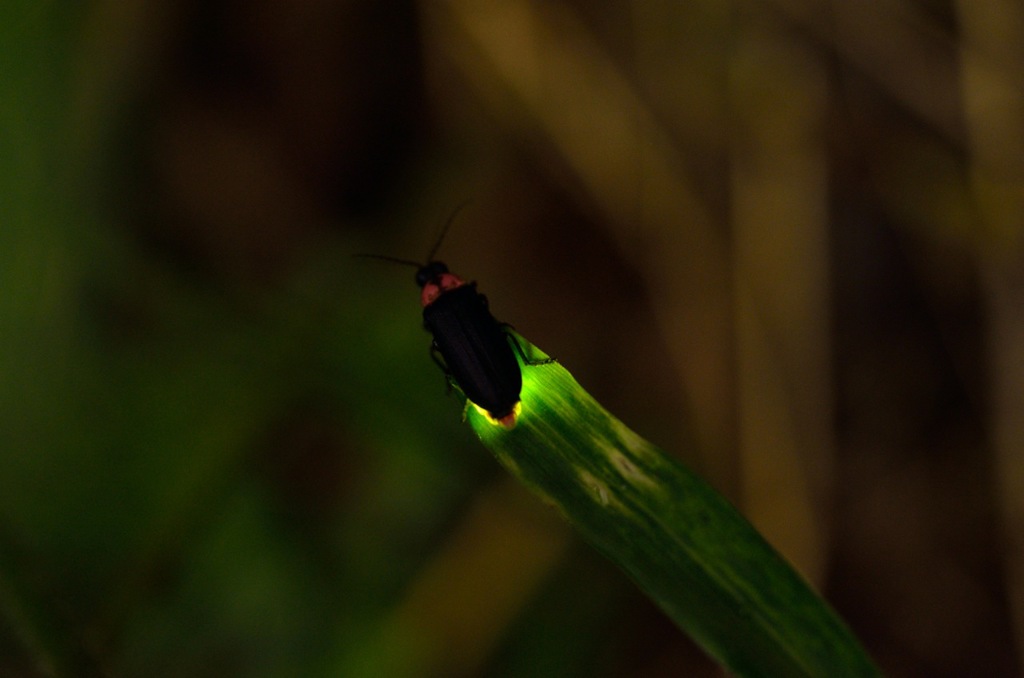 Light of a firefly