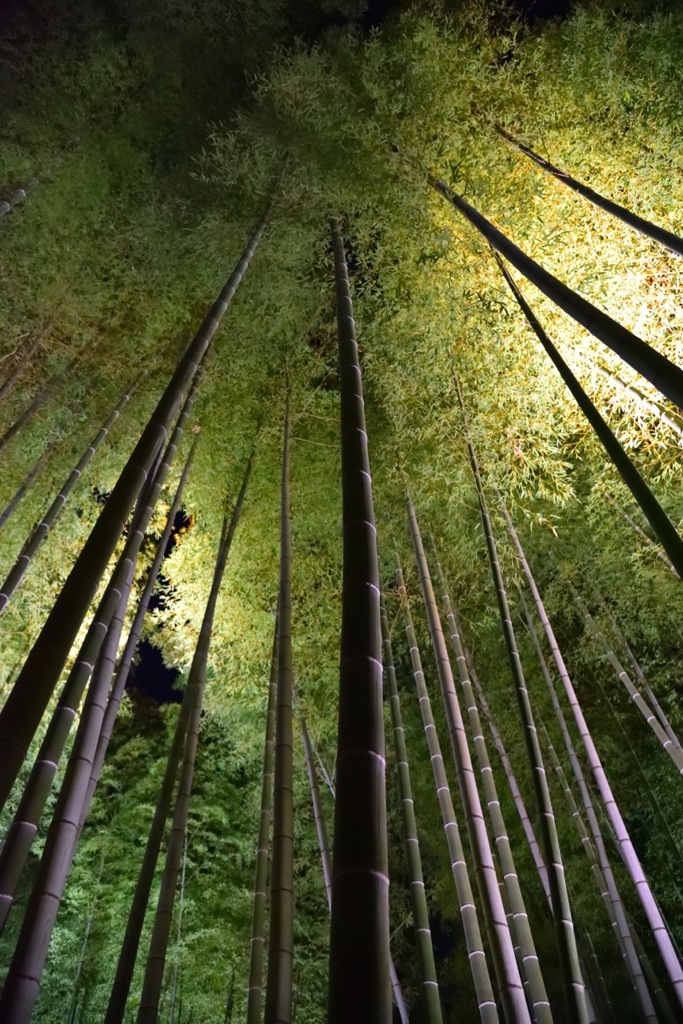 Bamboo Forest