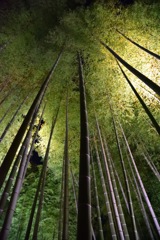 Bamboo Forest