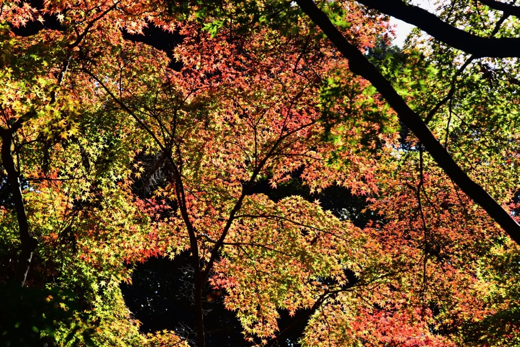 紅葉