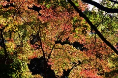 紅葉