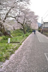 桜通り