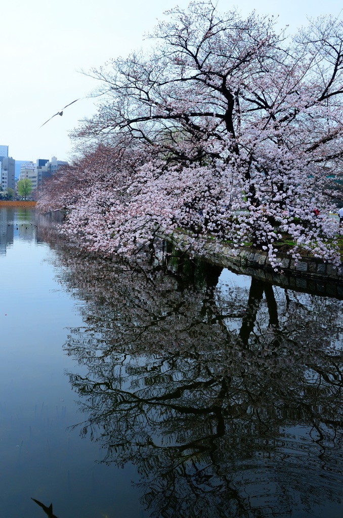 水の反映
