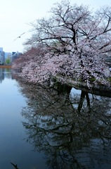 水の反映