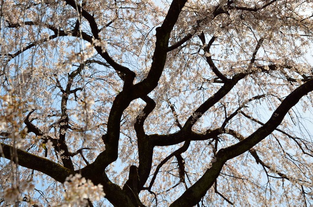 枝垂れ桜